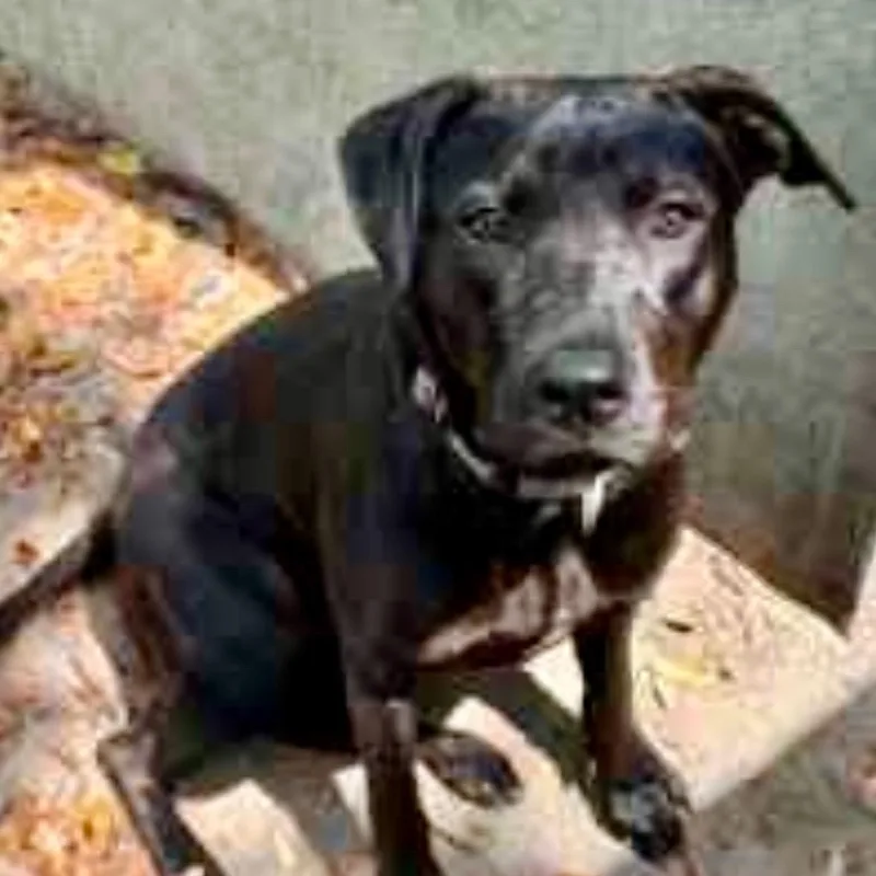 A young medium-sized female Black Labrador Retriever dog named Taylor for adoption in Brewton, AL
