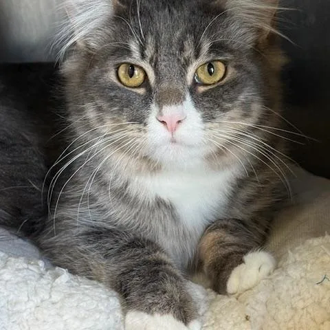 A young medium-sized male Tabby (Gray / Blue / Silver) Domestic Medium Hair cat named Tinee for adoption in Honesdale, PA