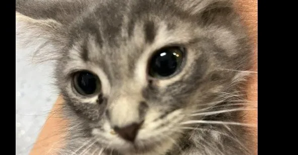 A baby small-sized female Gray / Blue / Silver Domestic Short Hair cat named Hollyhock for adoption in Anoka, MN