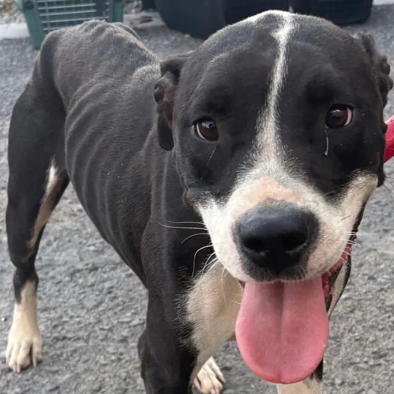 An adult medium-sized female Black Pit Bull Terrier dog named Precious for adoption in Yuma, AZ