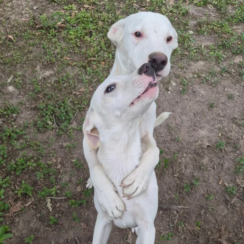 A young medium-sized male White / Cream Pit Bull Terrier dog named Bucky for adoption in Livingston, TX