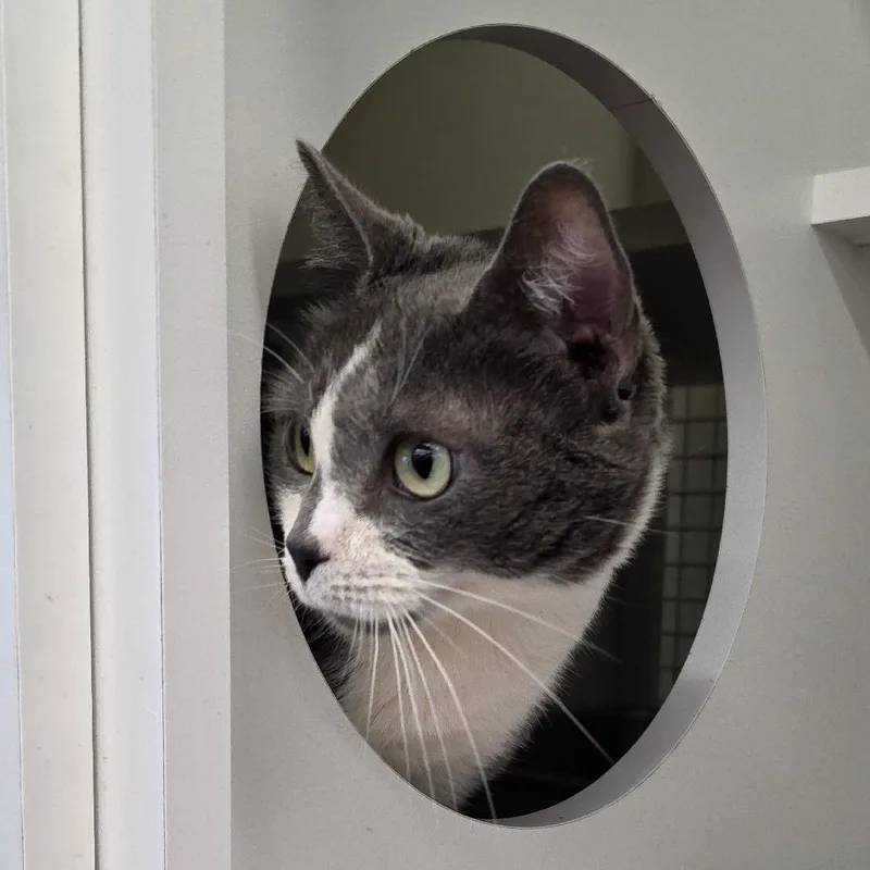 An adult medium-sized female Gray / Blue / Silver Domestic Short Hair cat named Grey for adoption in Beulaville, NC