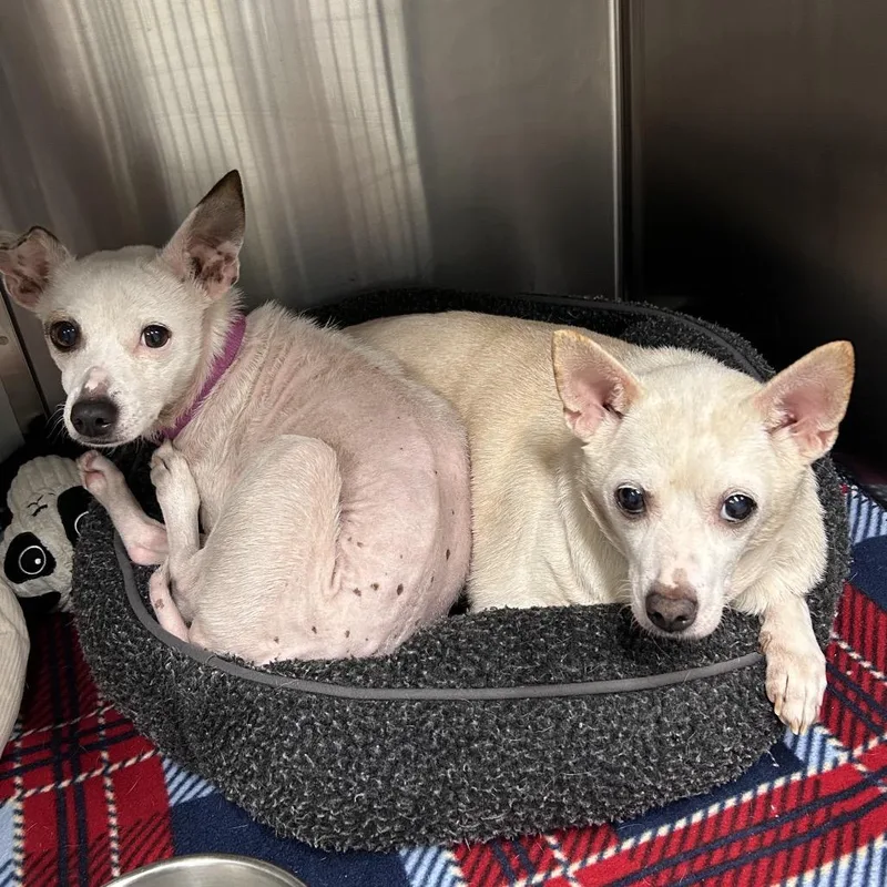 A young small-sized female White / Cream Chihuahua dog named Vida for adoption in Lakeland, FL