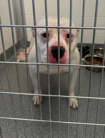 An adult medium-sized male Pit Bull Terrier dog named Cozy Coupe for adoption in Toledo, OH