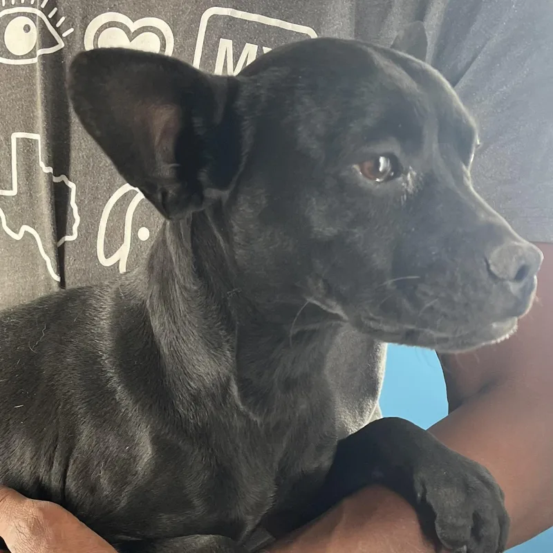 An adult medium-sized male Black Boston Terrier dog named Ziggy  Local July for adoption in Brookshire, TX