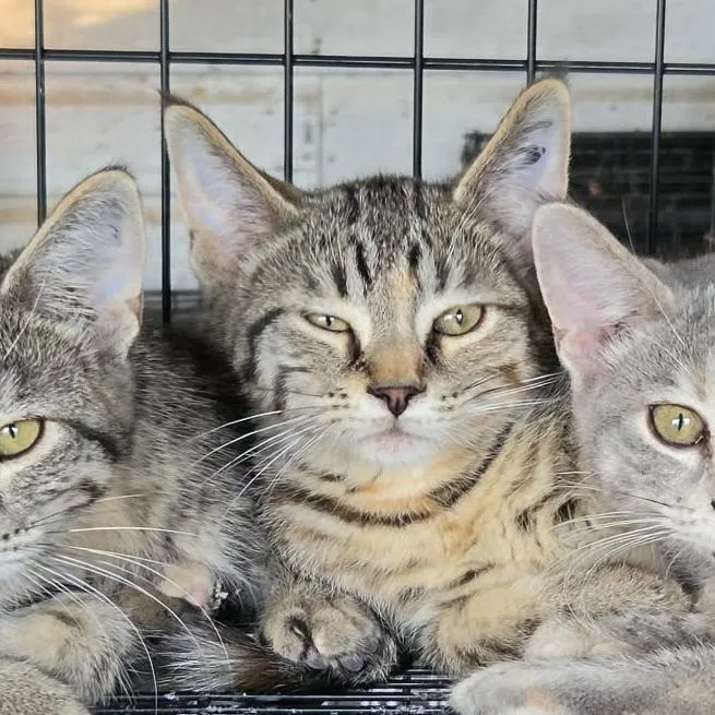 A baby small-sized female Brown / Chocolate Domestic Short Hair cat named Sophia for adoption in Wadena, MN