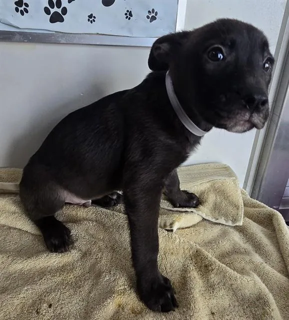A baby small-sized male Husky dog named Bo for adoption in Lancaster, CA