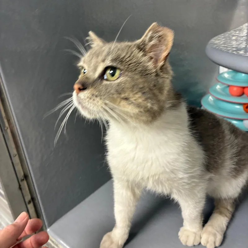 A baby small-sized male Gray / Blue / Silver Domestic Short Hair cat named Fluffy Bunny for adoption in Shelbyville, IN