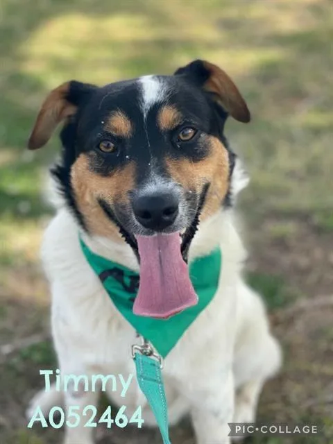 A young medium-sized male Collie dog named Timmy for adoption in Newnan, GA