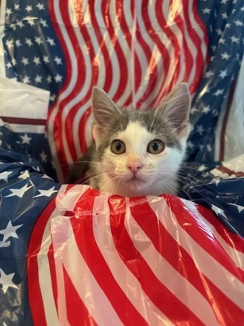 A baby small-sized male Gray & White Domestic Short Hair cat named Archie for adoption in Omaha, NE