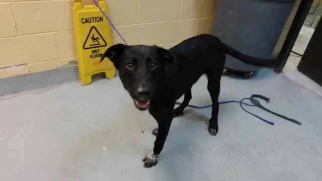 An adult medium-sized male Labrador Retriever dog named Toad for adoption in Tulsa, OK