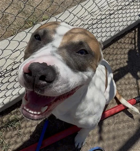 A young large-sized male Pit Bull Terrier dog named Hart for adoption in Bakersfield, CA