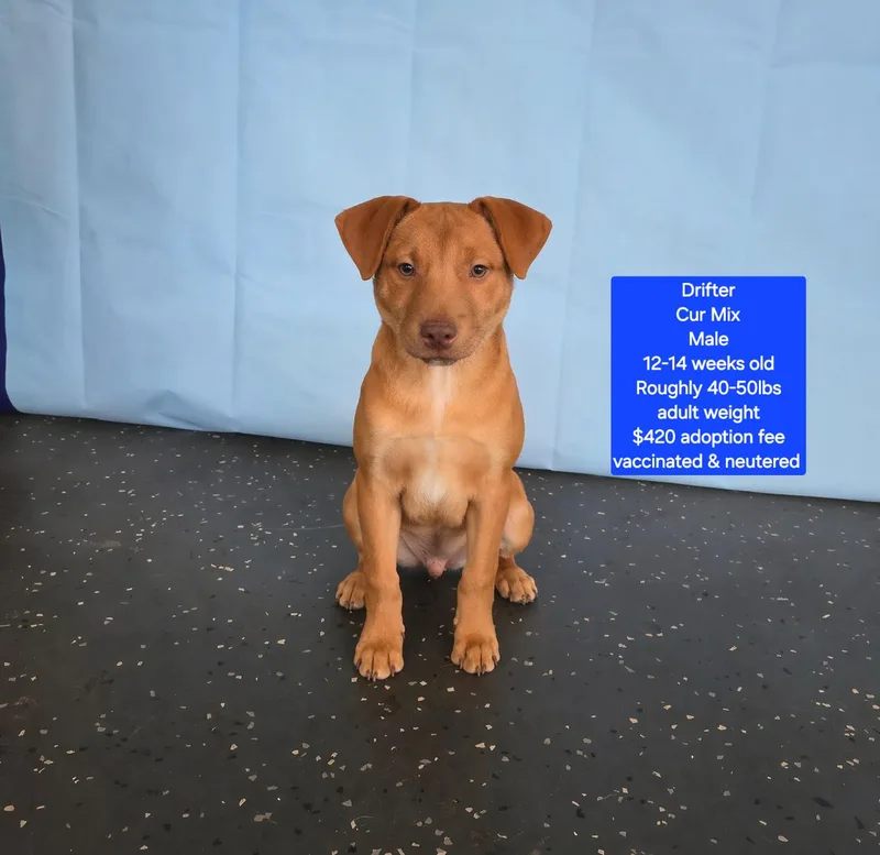 A baby medium-sized male Black Mouth Cur dog named Drifter for adoption in Oviedo, FL