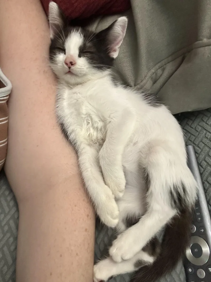 A baby small-sized male Domestic Short Hair cat named Zizou & Pirlo for adoption in brooklyn, NY