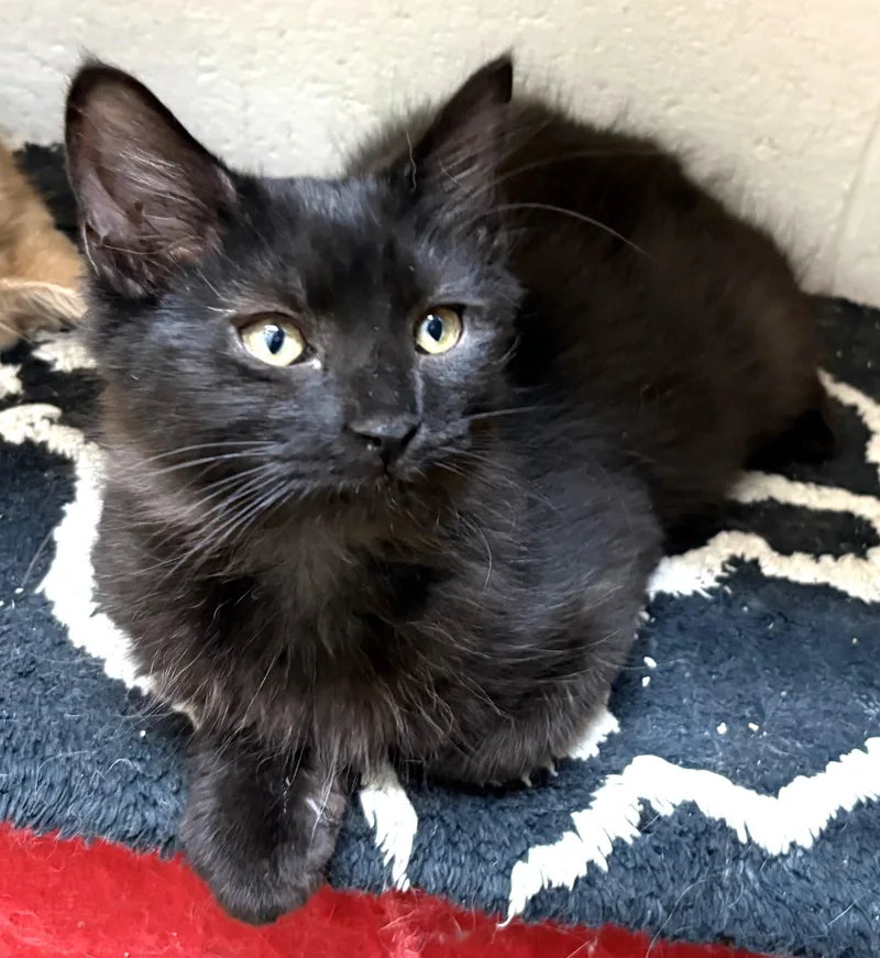 A baby medium-sized male Domestic Long Hair cat named Mason for adoption in Columbus, OH