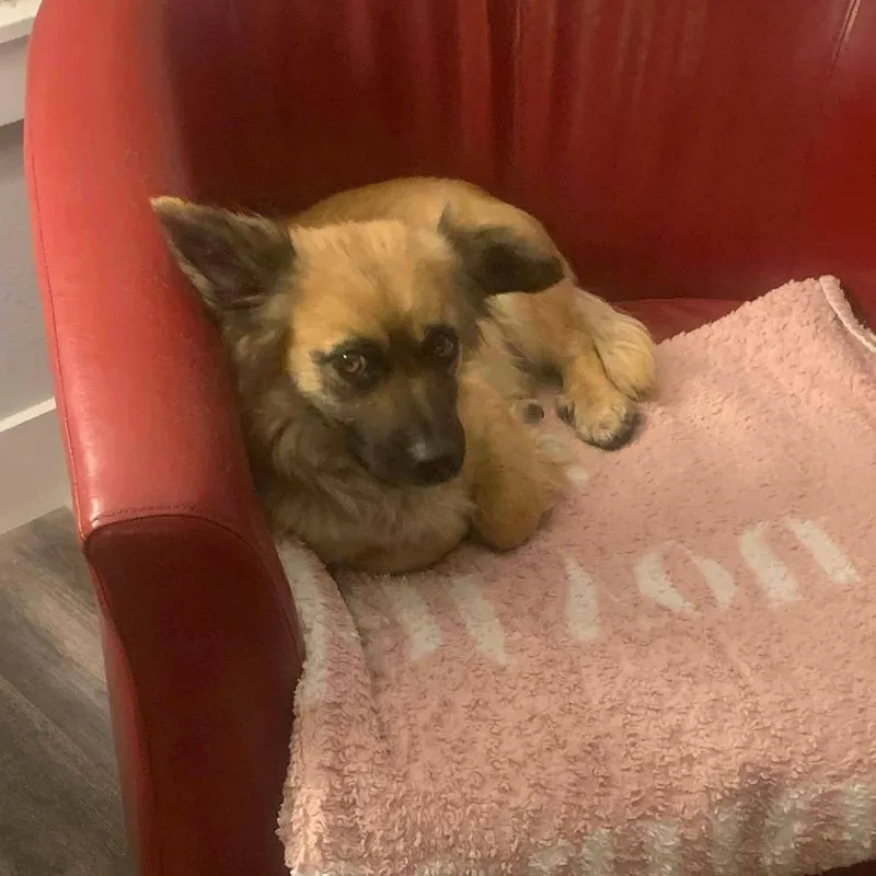 Mr. Lucky thumbnail 2