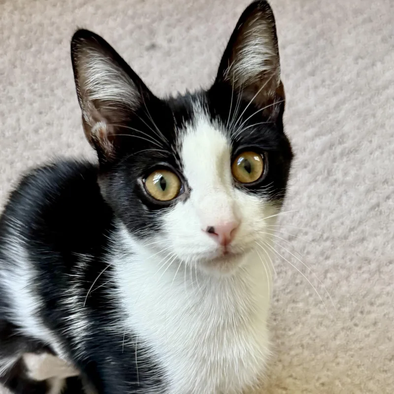 A baby small-sized female Black & White / Tuxedo Domestic Short Hair cat named Miss Croissant for adoption in Richmond, VA