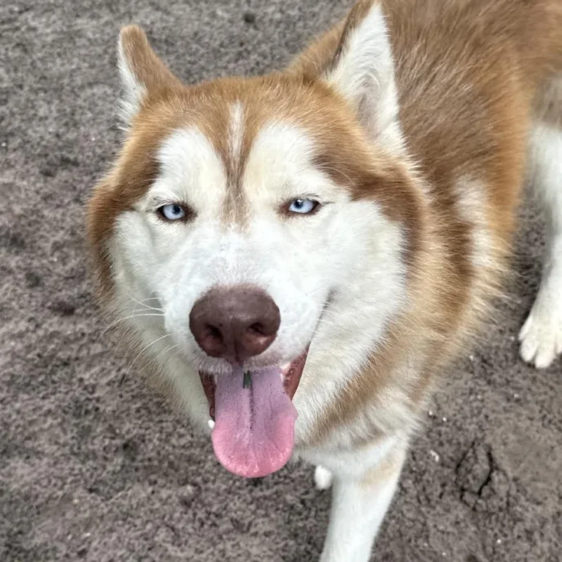 An adult medium-sized male Red / Chestnut / Orange Husky dog named Stotey for adoption in Middleburg, FL