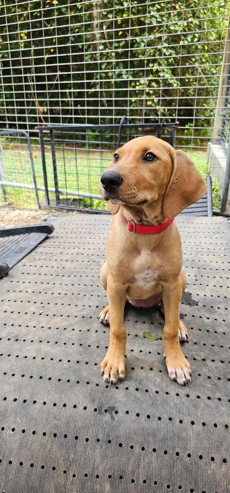 A baby medium-sized female Mixed Breed dog named Fergie for adoption in BONIFAY, FL
