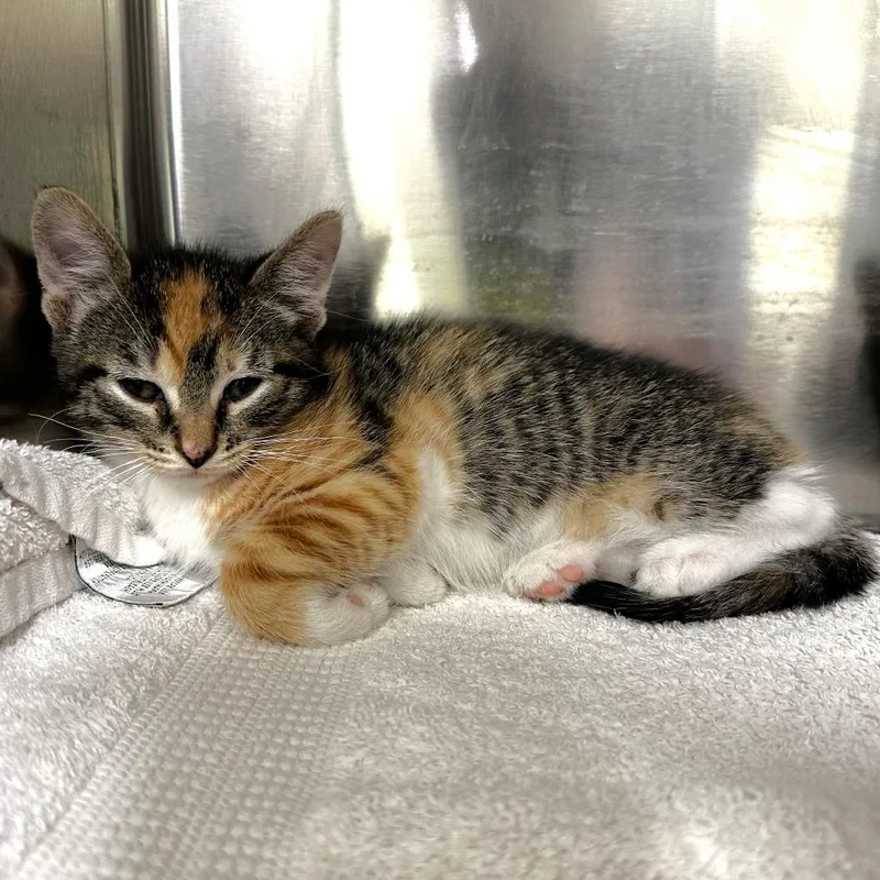 A baby small-sized female Brown / Chocolate Domestic Short Hair cat named Lucy for adoption in Warrensburg, MO