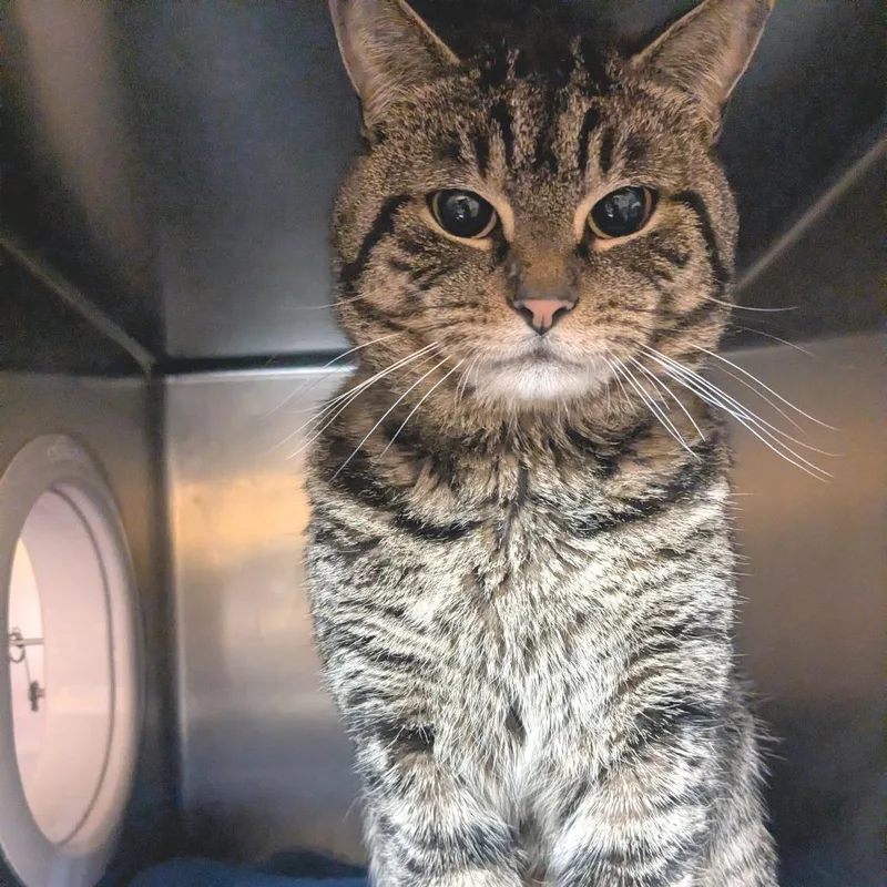 An adult medium-sized male Brown / Chocolate Domestic Short Hair cat named Pierogi for adoption in Providence, RI