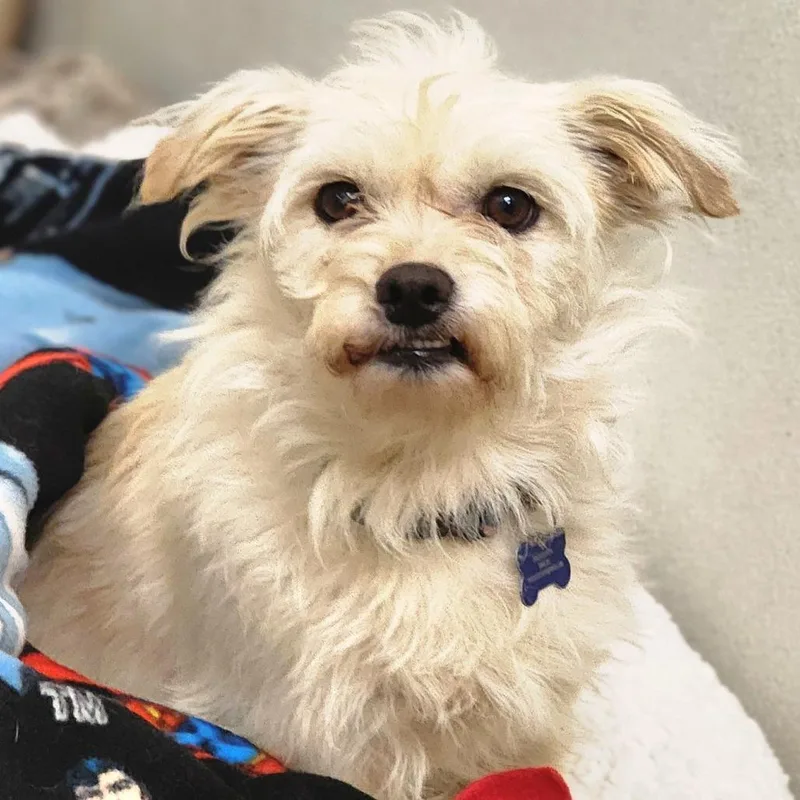 An adult small-sized male White / Cream Terrier dog named Gandalf Chino Hills for adoption in Chino Hills, CA