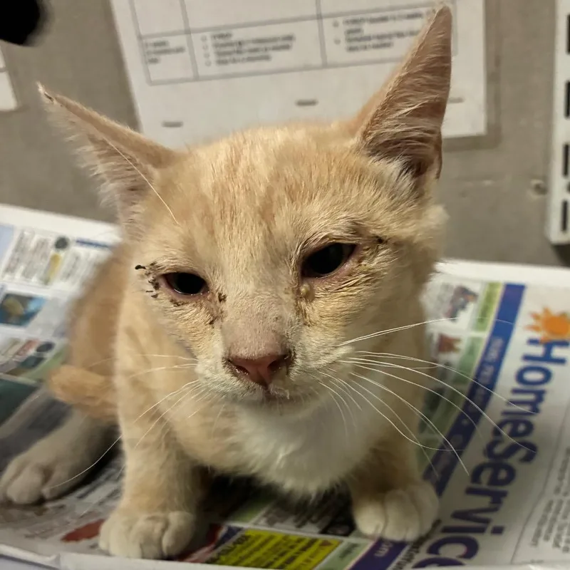 A baby small-sized male Orange / Red Domestic Short Hair cat named Ed for adoption in Yuma, AZ