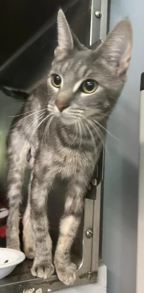 A young medium-sized female Domestic Short Hair cat named B Shirley for adoption in Windsor, CT