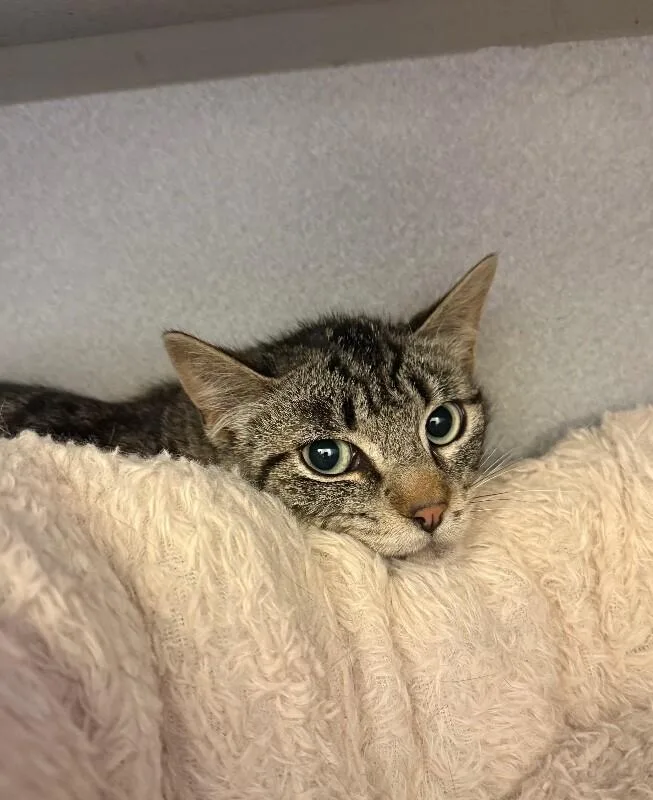 An adult small-sized male Tabby (Brown / Chocolate) Domestic Short Hair cat named Judge for adoption in Osseo, MI