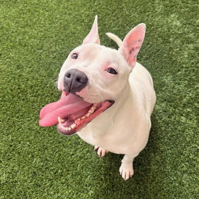 A young medium-sized female Pit Bull Terrier dog named Princess for adoption in Burlingame, CA