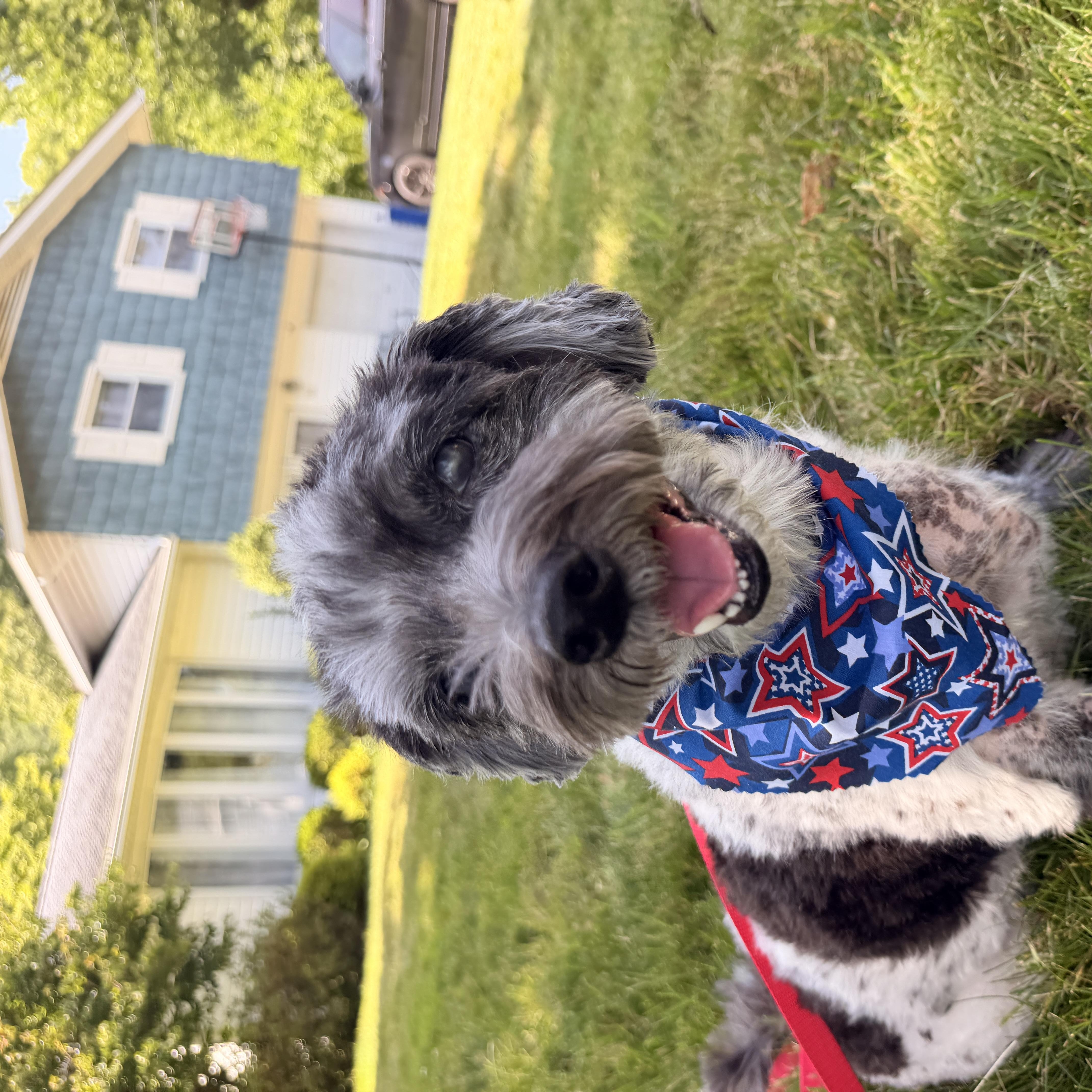 An adult small-sized male Havanese dog named Oreo for adoption in Thornwood, NY