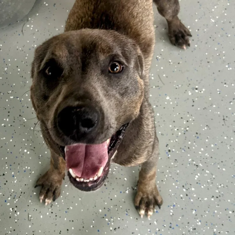 Noopy  Off Site thumbnail 2