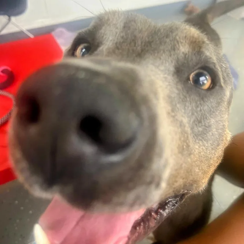 Noopy  Off Site thumbnail 3