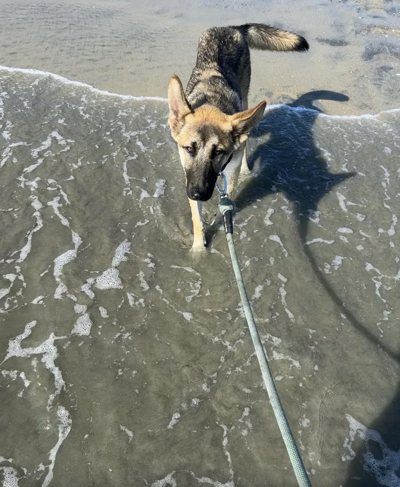 A young large-sized male Bicolor German Shepherd Dog dog named Bolillo for adoption in Newport Beach, CA