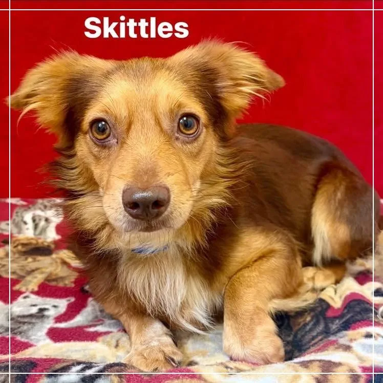 An adult small-sized male Brown / Chocolate Mixed Breed dog named Skittles for adoption in Pekin, IL