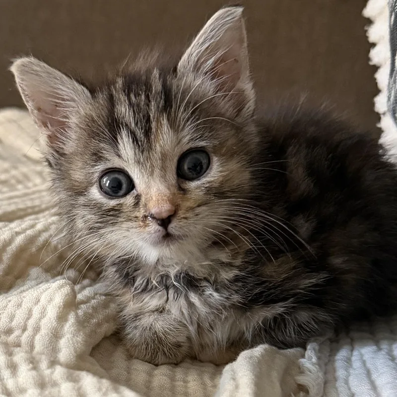 A baby small-sized female Brown / Chocolate Domestic Short Hair cat named Margot for adoption in Middle Village, NY