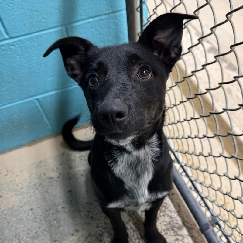 A young medium-sized female Black Mixed Breed dog named Dora for adoption in Mount Shasta, CA