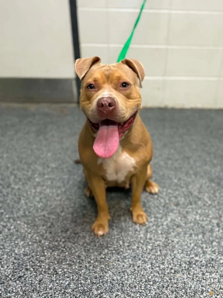 An adult large-sized female Mixed Breed dog named Nola for adoption in Tifton, GA