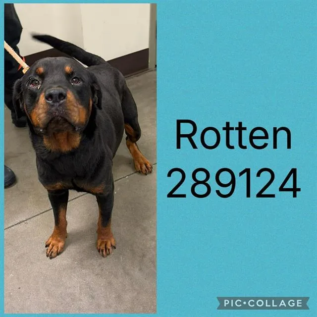A young large-sized male Rottweiler dog named Rotten for adoption in Macon, GA