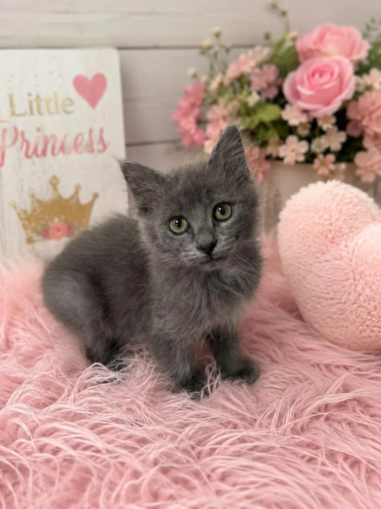 A baby small-sized female Domestic Short Hair cat named Helga Hairballs for adoption in East Ridge, TN