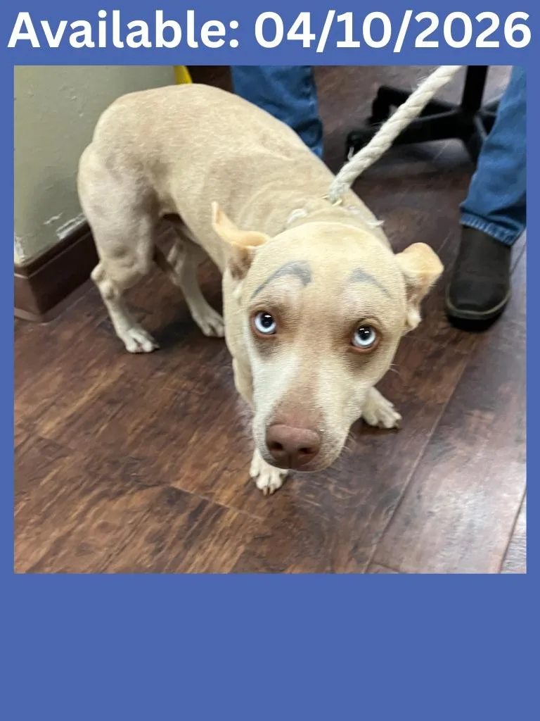 An adult medium-sized male Terrier dog named Dog Kennel for adoption in Greenville, TX