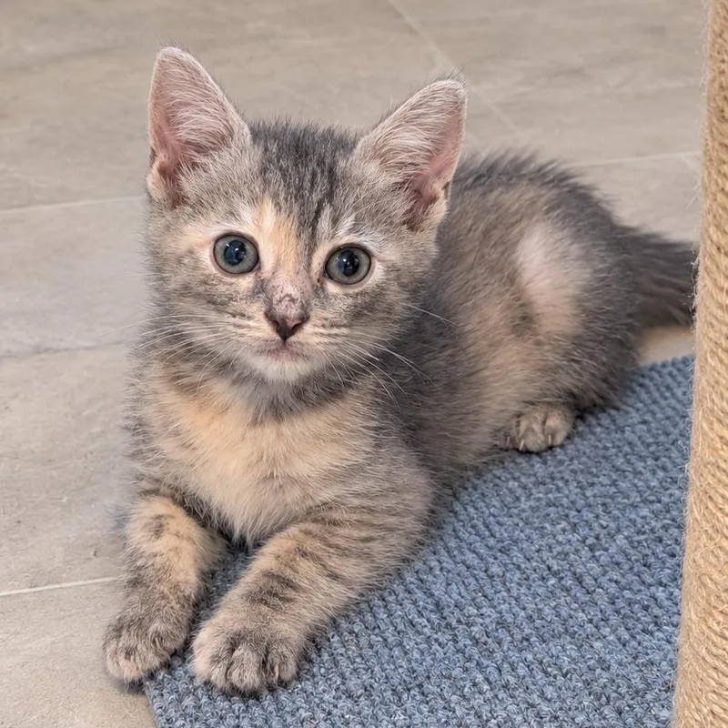 A baby small-sized female Calico Domestic Short Hair cat named Best Woman Wins for adoption in Fredericksburg, VA