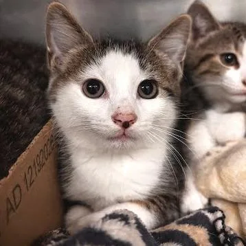 A baby small-sized male Gray / Blue / Silver Domestic Short Hair cat named Ronan for adoption in Belleville, IL