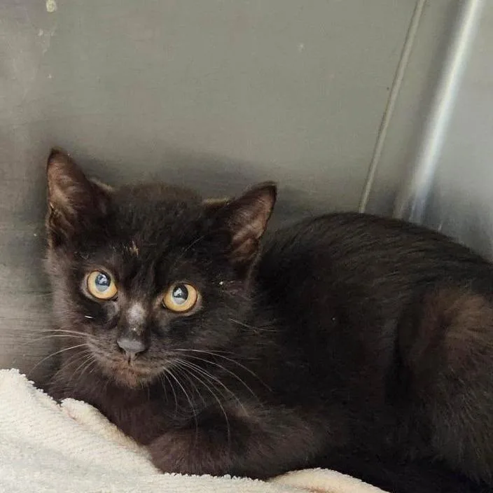 A baby small-sized male Black Domestic Short Hair cat named Rain Jacket for adoption in Rocky Mount, VA