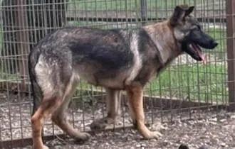 A young large-sized female Bicolor German Shepherd Dog dog named Apple for adoption in Brookfield, CT