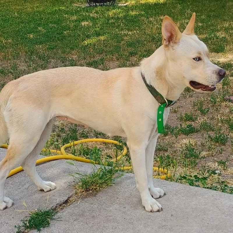 Elsa