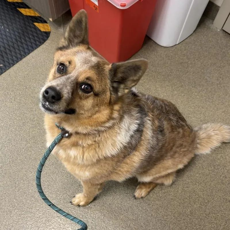 An adult medium-sized male Red / Chestnut / Orange Cattle Dog dog named Nash for adoption in Council Bluffs, IA