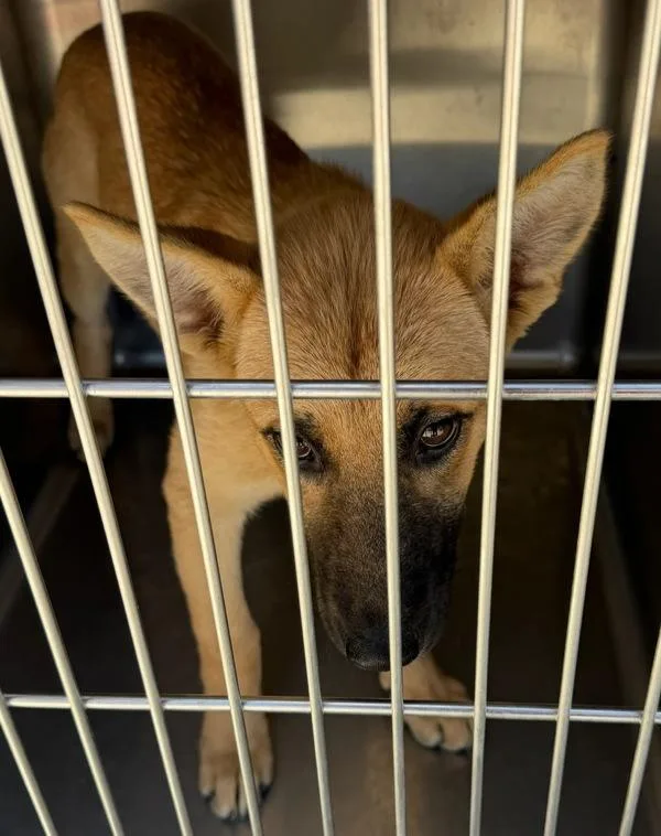 A young small-sized female Shepherd dog named Jenny for adoption in Tulare, CA