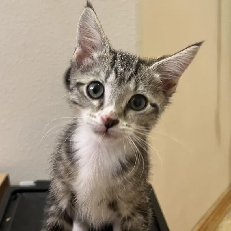 A baby medium-sized female Tabby (Gray / Blue / Silver) Tabby cat named Elsa for adoption in Pasco, WA