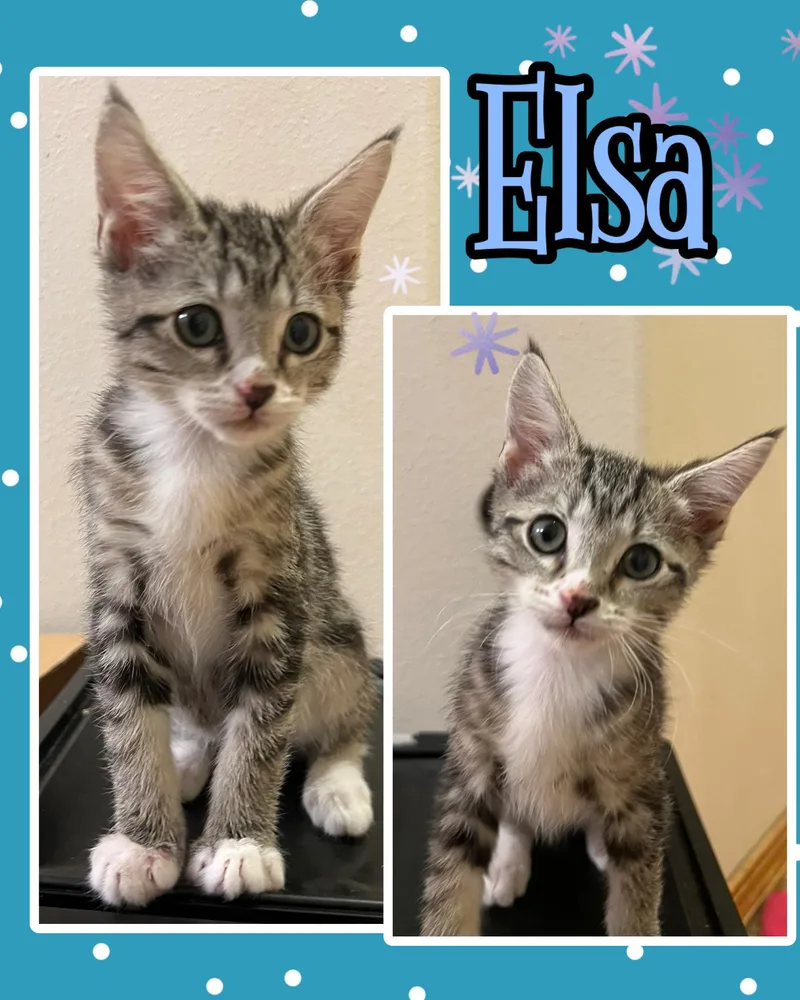 Elsa thumbnail 3